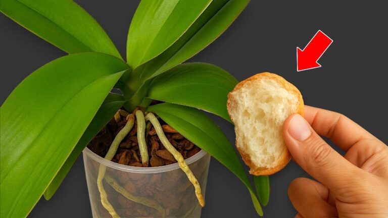 Die 5 besten natürlichen Düngemittel für Orchideen für ganzjährig blühende Pflanzen!