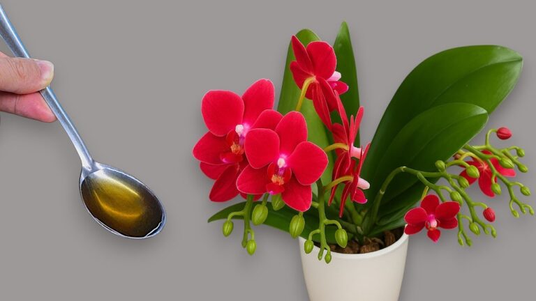 1 Löffel für dein Jahr voller blühender Orchideen – So klappt’s ganz einfach!