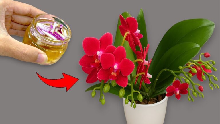 1 Geheimnis: So bringst du deine Orchidee zum Blühen wie nie zuvor!