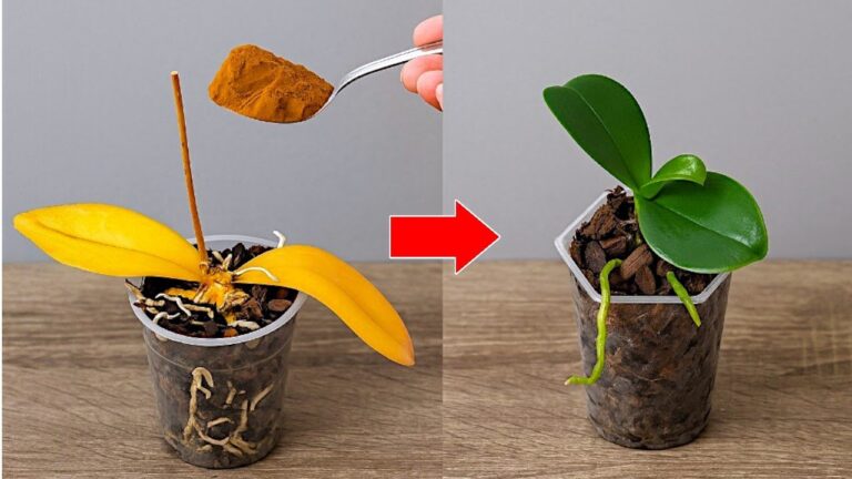 5 einfache Schritte, um verwelkte Orchideen sofort zum Blühen zu bringen!
