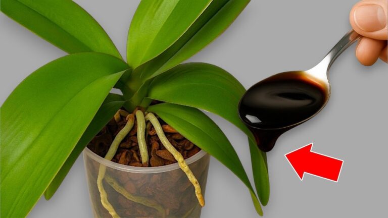4 Tipps für die ganzjährige Orchideenblüte – so gelingt es dir garantiert!