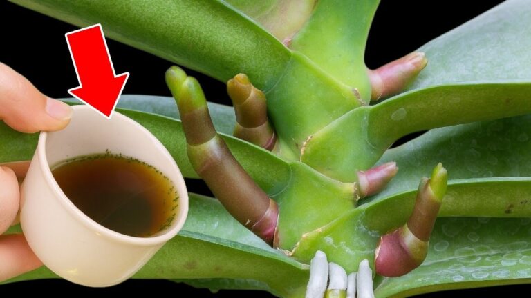 7 Tipps für gesunde Orchideen: 1 Tasse pro Woche für 1001 neue Blüten!