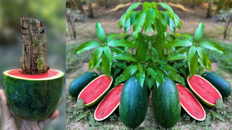 Mango und Wassermelonen in 5 Schritten selbst pflanzen mit Aloe Vera!