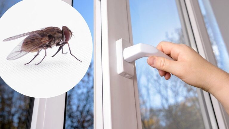 5 geniale Tricks, um lästige Fliegen mit einem einfachen Hack loszuwerden!