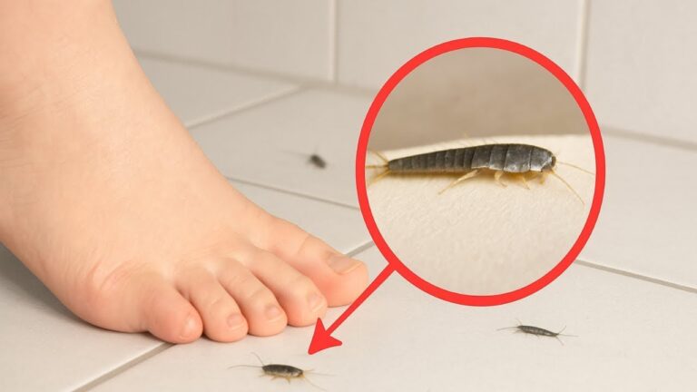 Diese 5 Tipps helfen gegen Silberfischchen im Haushalt – sofort ausprobieren!