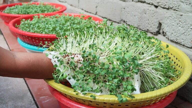 5 kreative Ideen für deinen Garten: So gelingt das Pflanzen ohne Erde!