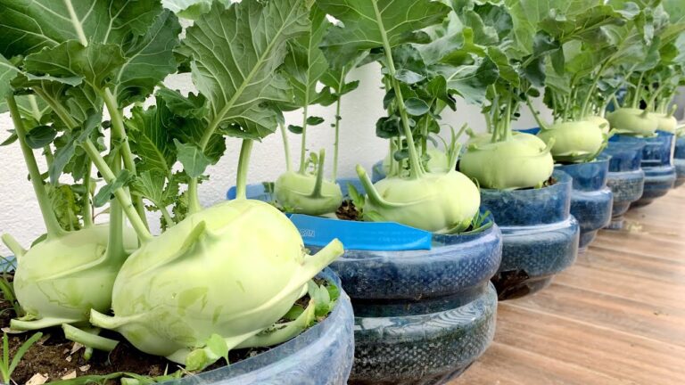 10 Tipps für den Balkon: So erfolgreich wächst Kohlrabi bei dir zuhause!