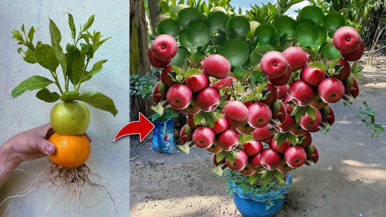 5 Schritte zum erfolgreichen Veredeln: Orange mit Apfel und Aloe Vera kombinieren