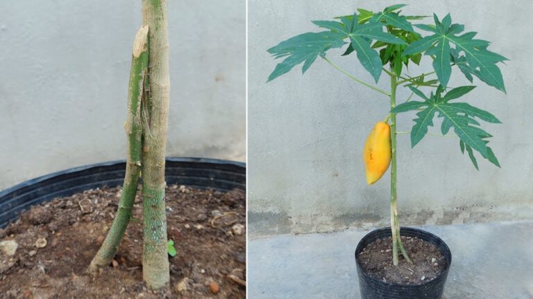 7 Tipps zur erfolgreichen Vermehrung und Veredlung von Papayabäumen für riesige Früchte