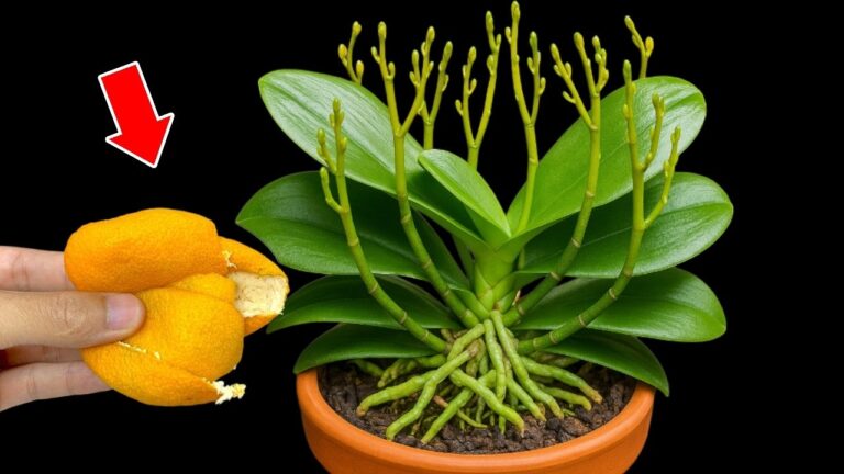 1 Obst für die Orchidee: So blüht sie das ganze Jahr über! Entdecke die Geheimnisse!