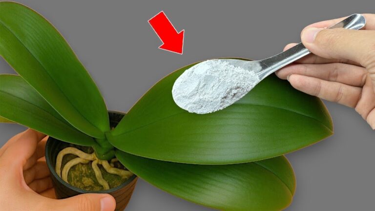 5 effektive Tipps zur Rettung von Orchideen mit Wurzelfäule und Blattproblemen