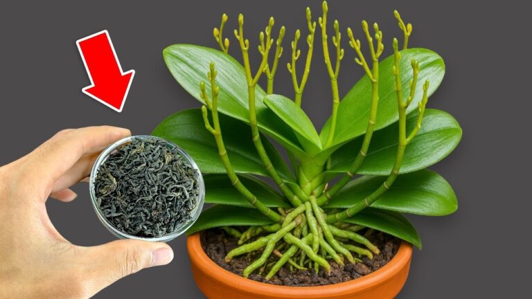 10 effektive Tipps, um Deine Orchideen in voller Pracht erblühen zu lassen!