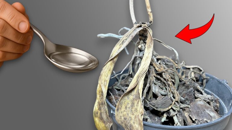 5 einfache Tipps, um jede Pflanze mit einem Trick wiederzubeleben
