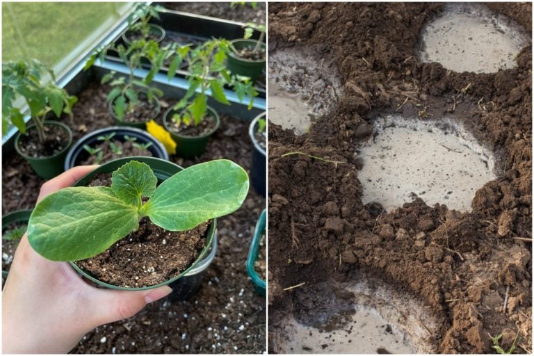 9 Bodenverbesserer für optimale Pflanzlöcher im Gemüsegarten