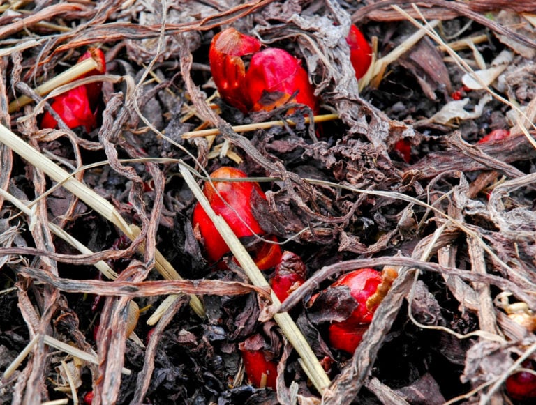 7 wichtige Arbeiten am Rhabarber im Frühling für eine reiche Ernte