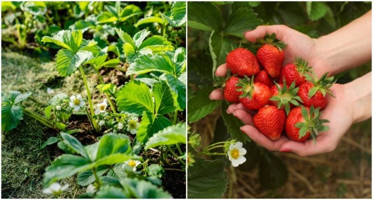 7 schnelle Frühlingsaufgaben mit Erdbeeren für reiche Sommerernte
