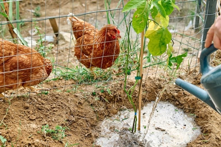 Acht häufige Gartenpflanzen, die für Hühner giftig sind