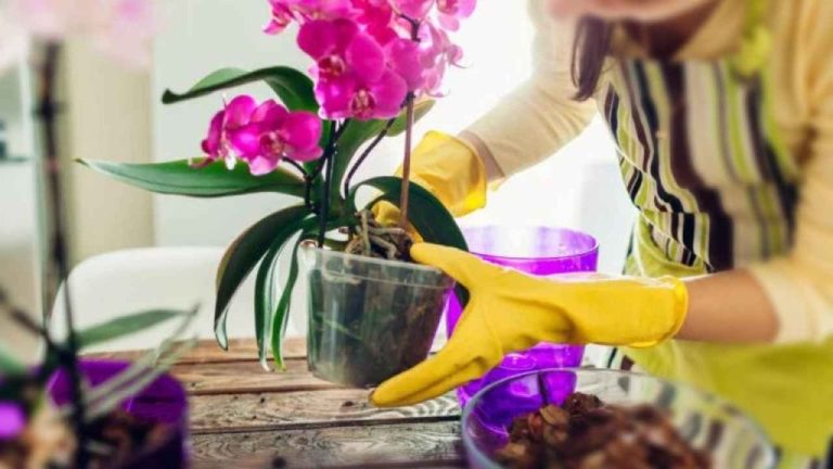10 Tipps für prächtige Orchideen ohne Erde – So blühen sie üppig auf!