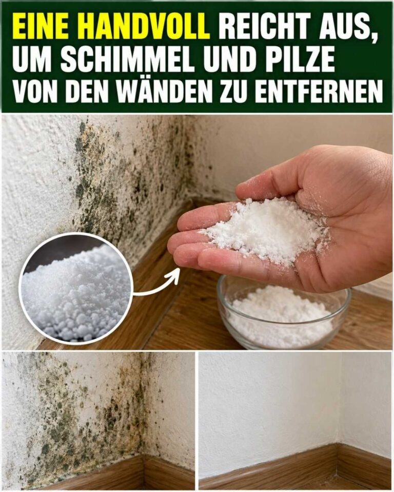 Eine Handvoll kann helfen, Schimmel und Pilze von den Wänden zu entfernen