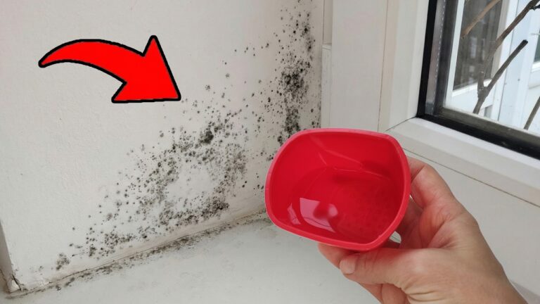 So wirst du Schimmel endgültig los 💥 Schimmel wird nicht mehr auftauchen!