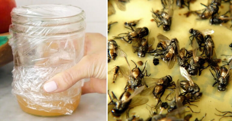 DIY-Trick, um Fliegen in der warmen Jahreszeit loszuwerden