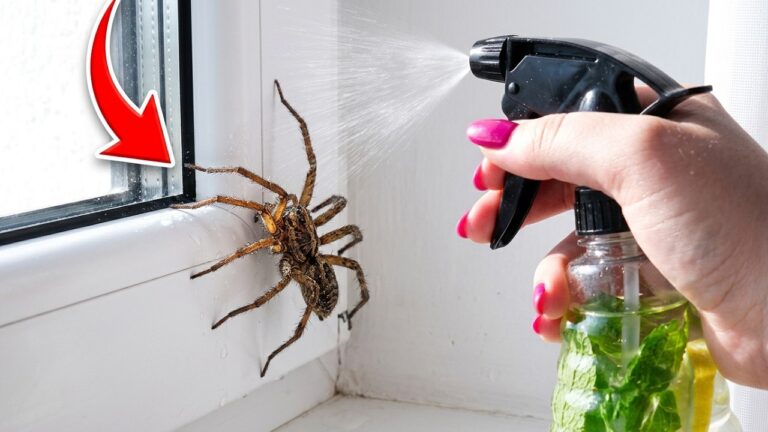 Seit 2 Jahren habe ich keine Spinnen mehr im Haus! Ich sprühe damit Fenster und Türen ein