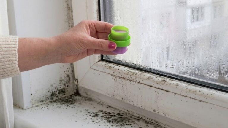 Ich stelle es im Herbst ans Fenster – Feuchtigkeit und Schimmel verschwinden